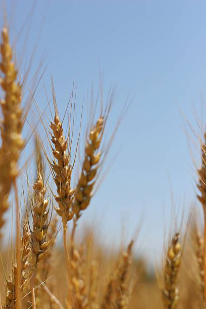 campo de trigo dorado - genetic research rural scene wheat photosynthesis fotografías e imágenes de stock