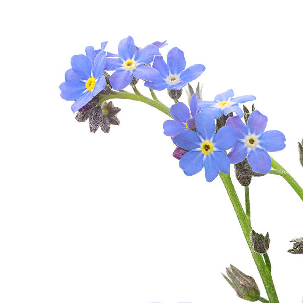 A close-up of a sprig of forget me nots on white blue forget-me-not (myosotis) isolated on white forget me not stock pictures, royalty-free photos & images