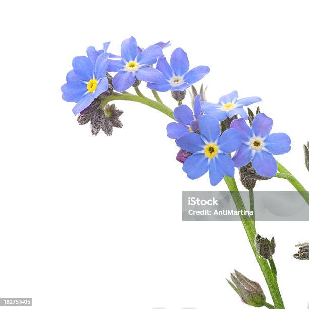 A Closeup Of A Sprig Of Forget Me Nots On White Stock Photo - Download Image Now - Forget-Me-Not, Flower, Blue