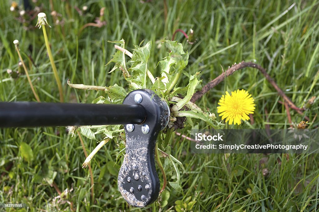 Dandelions arrancar malas hierbas - Foto de stock de Aire libre libre de derechos