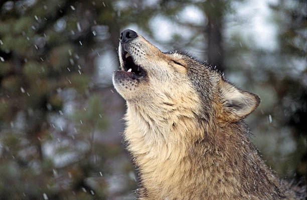 Gray wolf howling in snowy woods Close-up of gray wolf howling in light snow. MT. howling stock pictures, royalty-free photos & images