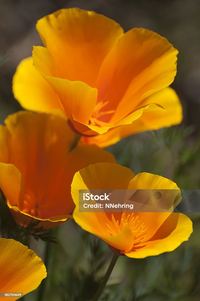 Papoula da Califórnia, Eschscholzia californica, flores de laranja - Foto de stock de Papoula-da-Califórnia royalty-free