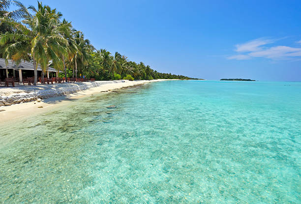 istock Panorama of a palm hanging over the beach. 182751709