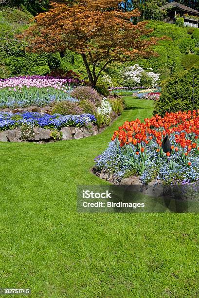 Butchart Colourful Tulip Flower Beds Stock Photo - Download Image Now - Butchart Gardens, British Columbia, Canada