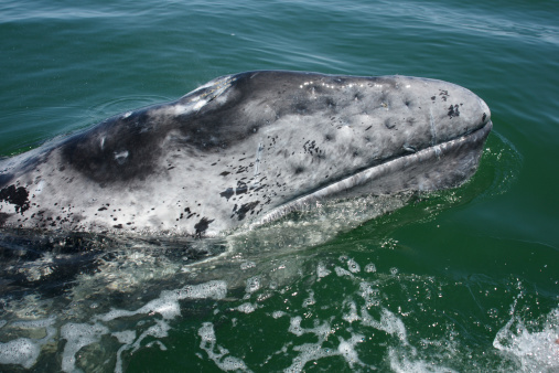 A young grey whale watches those watching it. The eye is just below the waterline.