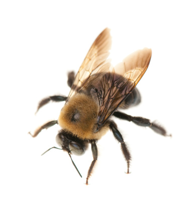 A close up view of a wood boring carpenter bee isolated on a white background. More insects: