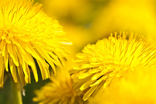 istock Close-up of dandelions 182751789