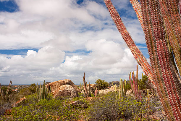 A desert landscape in Arikok National Park on the island of Aruba.