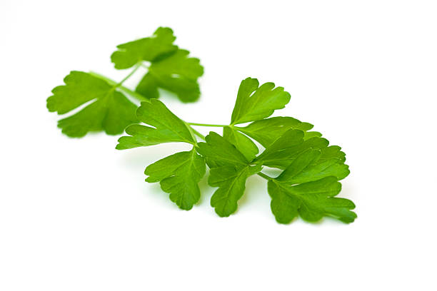 persil italien - flat leaf parsley photos et images de collection