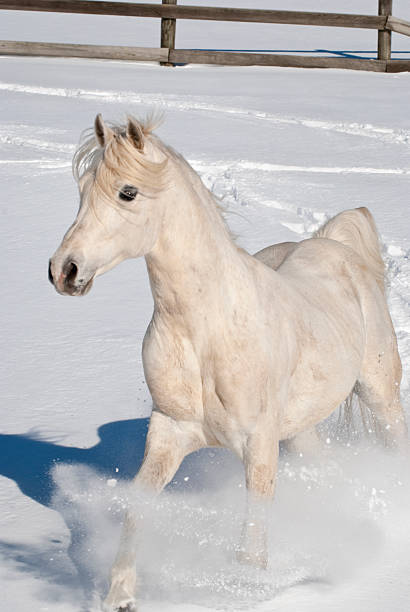 istock White Horse Running in Snow, Arabian Stallion 182752044