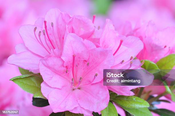 Azalea Foto de stock y más banco de imágenes de Azalea - Azalea, Color - Tipo de imagen, Detalle de primer plano