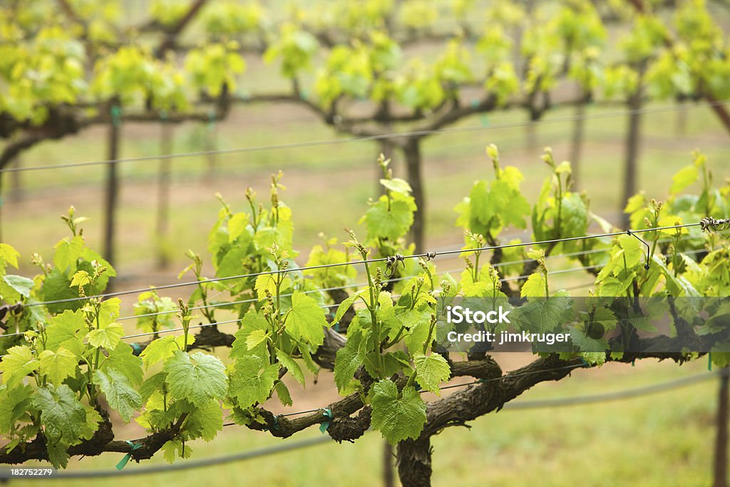 Principios de la primavera de uva vines en el valle de Napa, California. - Foto de stock de Agricultura libre de derechos
