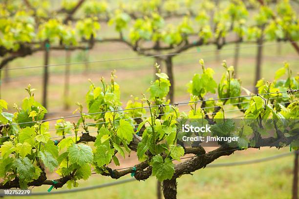 Principios De La Primavera De Uva Vines En El Valle De Napa California Foto de stock y más banco de imágenes de Agricultura