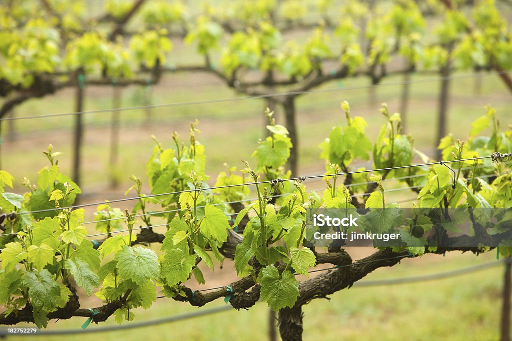 Início da primavera de vinhas em Napa Valley, Califórnia. - Foto de stock de Agricultura royalty-free