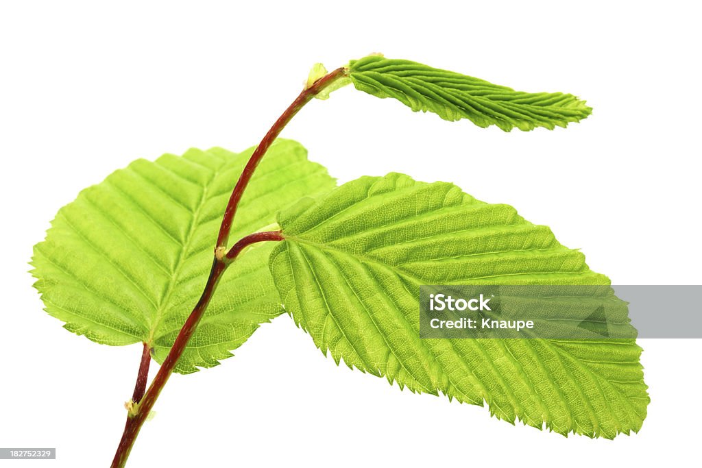 Árbol de haya frescas hojas sobre fondo blanco - Foto de stock de Color - Tipo de imagen libre de derechos