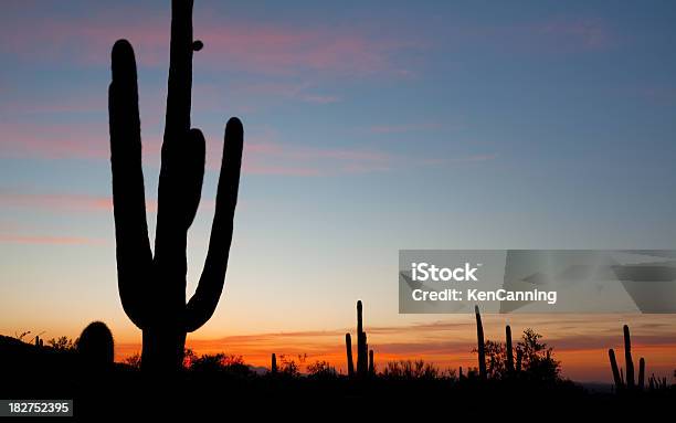 Cactus Al Atardecer Foto de stock y más banco de imágenes de Monumento Nacional de Saguaro - Monumento Nacional de Saguaro, Aire libre, Amanecer