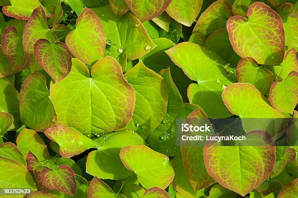 Fruehlingsblaetter Mit Wassertropfen Stockfoto und mehr Bilder von Anstrengung - Anstrengung, Bildhintergrund, Blatt - Pflanzenbestandteile