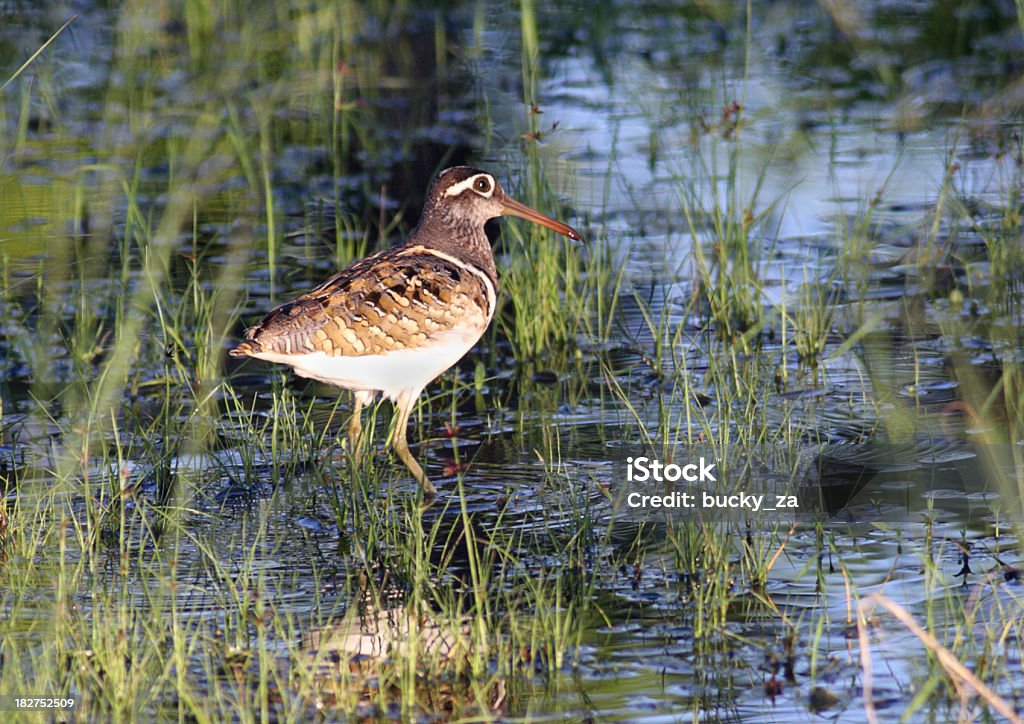 Rostratula benghalensis, greater painted snipe in natural marshy habitat A greater painted snipe in its natural marshy habitat Africa Stock Photo