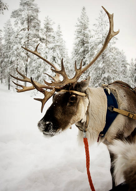 Reindeer with red leash in the snow Reindeer in forest rudolph the red nosed reindeer photos stock pictures, royalty-free photos & images