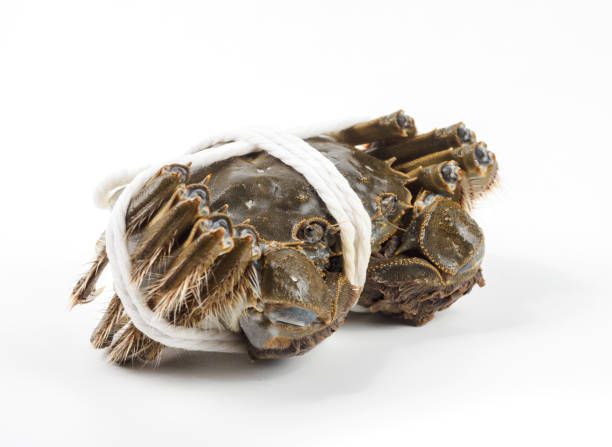 istock Chinese Mitten Crab Tied Up 1827526421