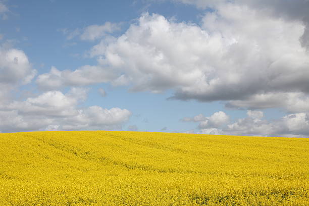 istock Oil seed rape yellow field in the spring 182752688