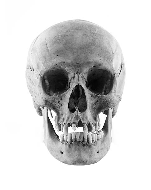 Real Human Skull Front stock photo