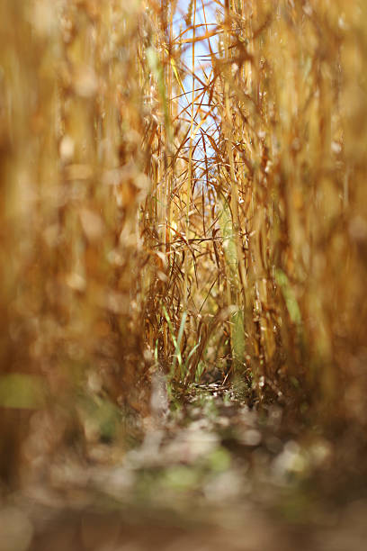 campo de trigo dorado - genetic research rural scene wheat photosynthesis fotografías e imágenes de stock