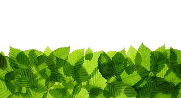 hojas verdes frescas - beech leaf isolated leaf new fotografías e imágenes de stock