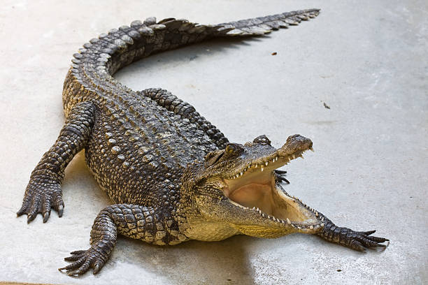 fazenda de crocodilos na tailândia. - crocodile family - fotografias e filmes do acervo