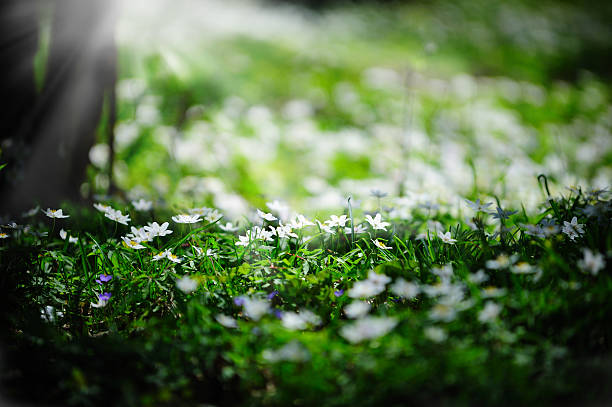 White wood anemone in oak forest Shallow DOF. Sunlit, Stockholm, Sweden. wildwood windflower stock pictures, royalty-free photos & images