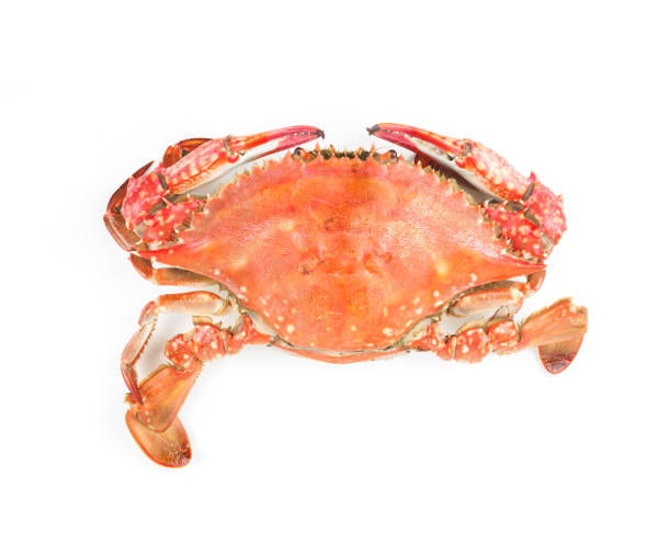 Steamed portunus armatus on white background