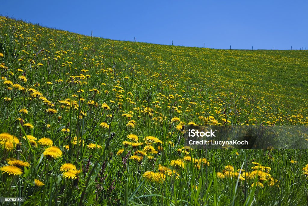 Blühende meadow foxtail im Frühling - Lizenzfrei Blatt - Pflanzenbestandteile Stock-Foto