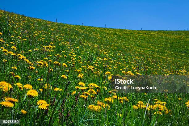 Blühende Meadow Foxtail Im Frühling Stockfoto und mehr Bilder von Blatt - Pflanzenbestandteile - Blatt - Pflanzenbestandteile, Blau, Blume