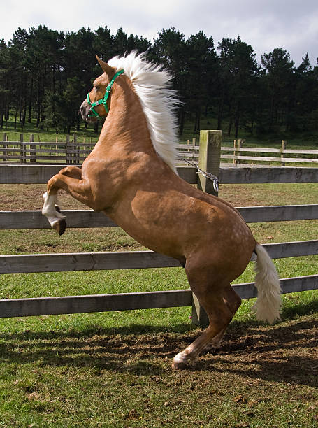 istock Horse rampant 182753215