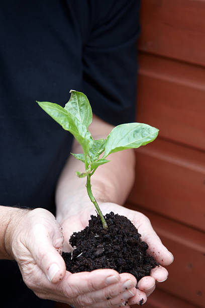 mãos copos de novo crescimento de planta - uprooted vertical leaf root imagens e fotografias de stock