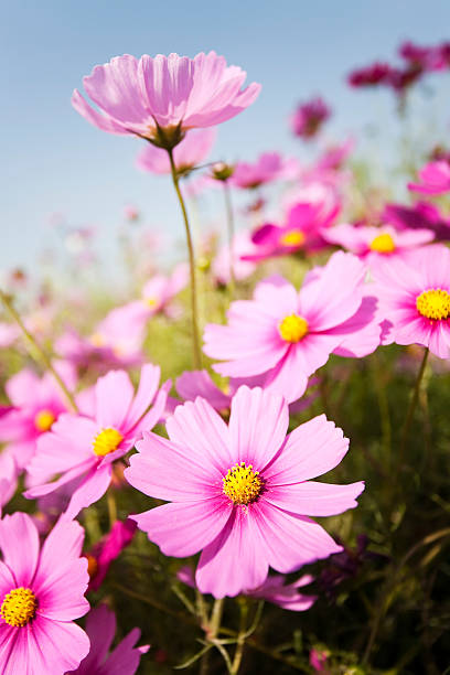 istock Pink Cosmos Flowers 182753447