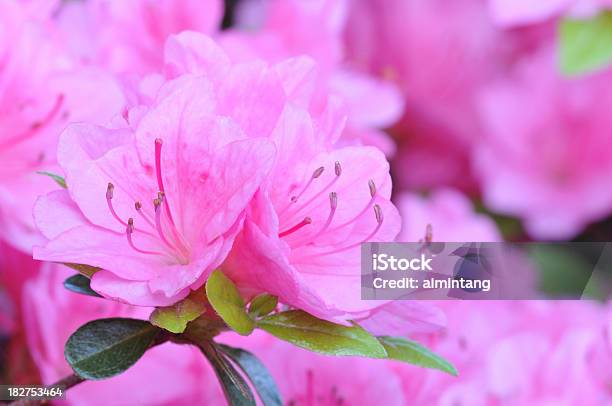 Azalea Stockfoto und mehr Bilder von Azalee - Azalee, Blume, Blütenblatt