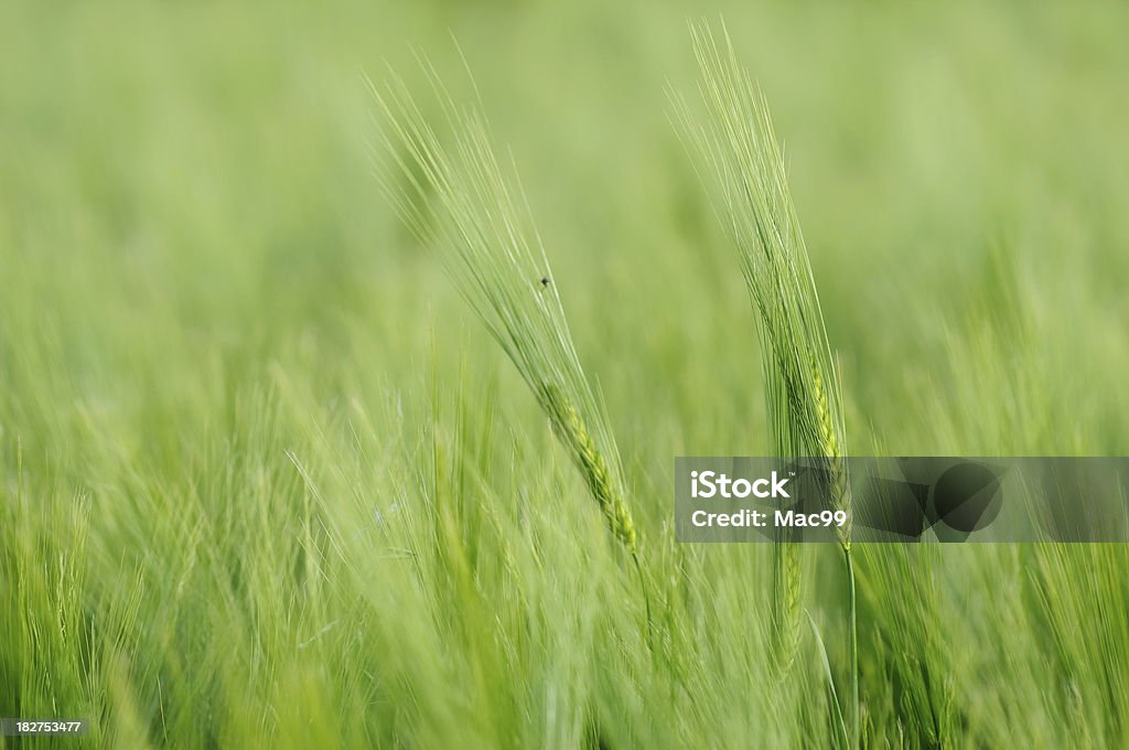 Cereal Close-up - Foto de stock de Agricultura royalty-free