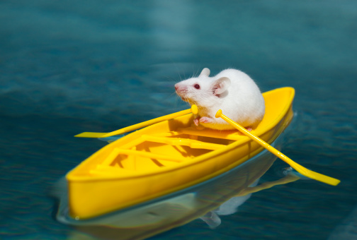 Tiny White Mouse Explorer in Yellow Canoe Surveys Tropical Waters