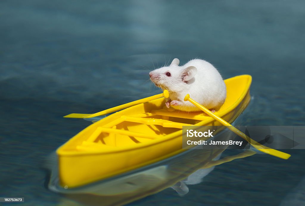 Pequeno branco Mouse Explorer em amarelo canoa pesquisas águas tropicais - Foto de stock de Rato royalty-free