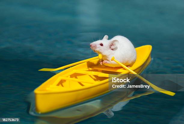 Foto de Pequeno Branco Mouse Explorer Em Amarelo Canoa Pesquisas Águas Tropicais e mais fotos de stock de Rato