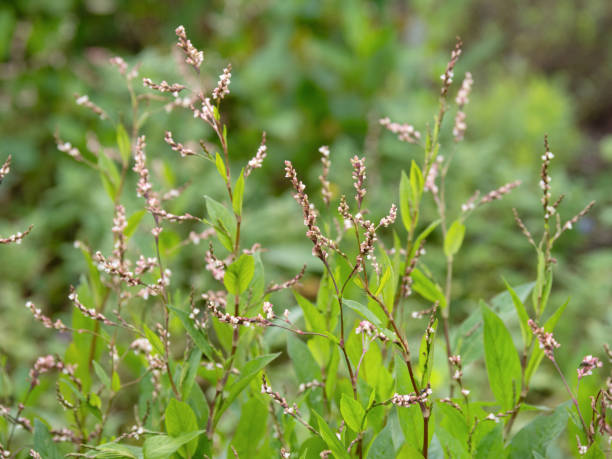 istock Tadeai, medicinal plant 1827536822