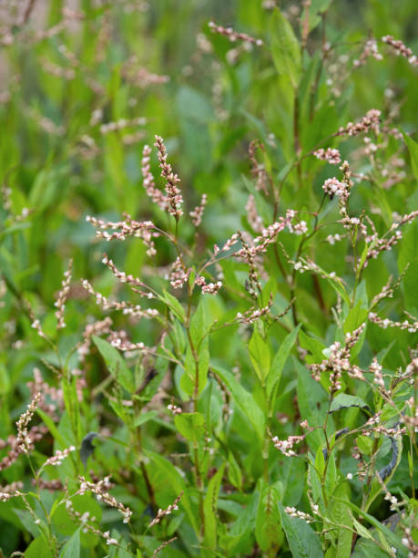 istock Tadeai, medicinal plant 1827536835