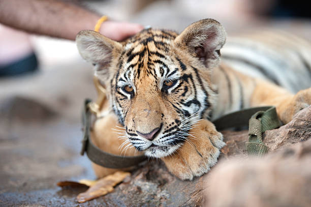 Baby tiger caring and feeding in a reserve park Thailand 