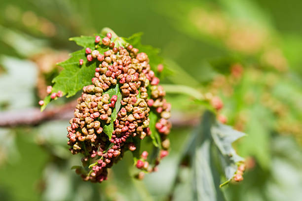 なメープル膀胱スタイル - leaf gall ストックフォトと画像