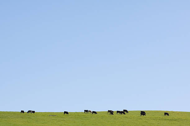 istock View of cattle grazing on green pasture 182753938