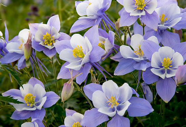 Colorado Columbine Wildflowers "Taken near Red Mountain Pass, Colorado." columbine stock pictures, royalty-free photos & images