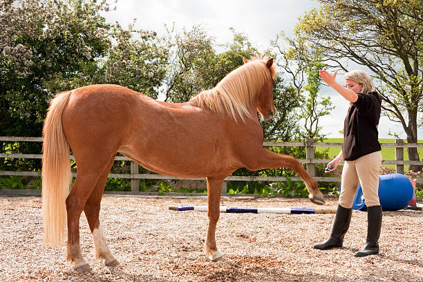 Leg Up!- Natural horsemanship in action