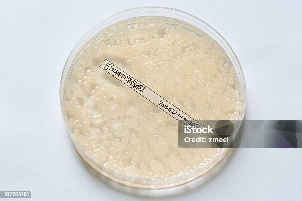 Antybiotyk Badania Esbl - zdjęcia stockowe i więcej obrazów Agar - Agar, Antybiotyk, Bakteria
