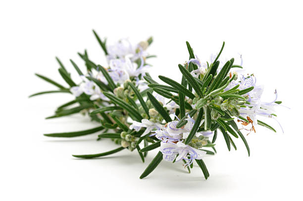 Rosemary in bloom as main subject of a nature blurred background